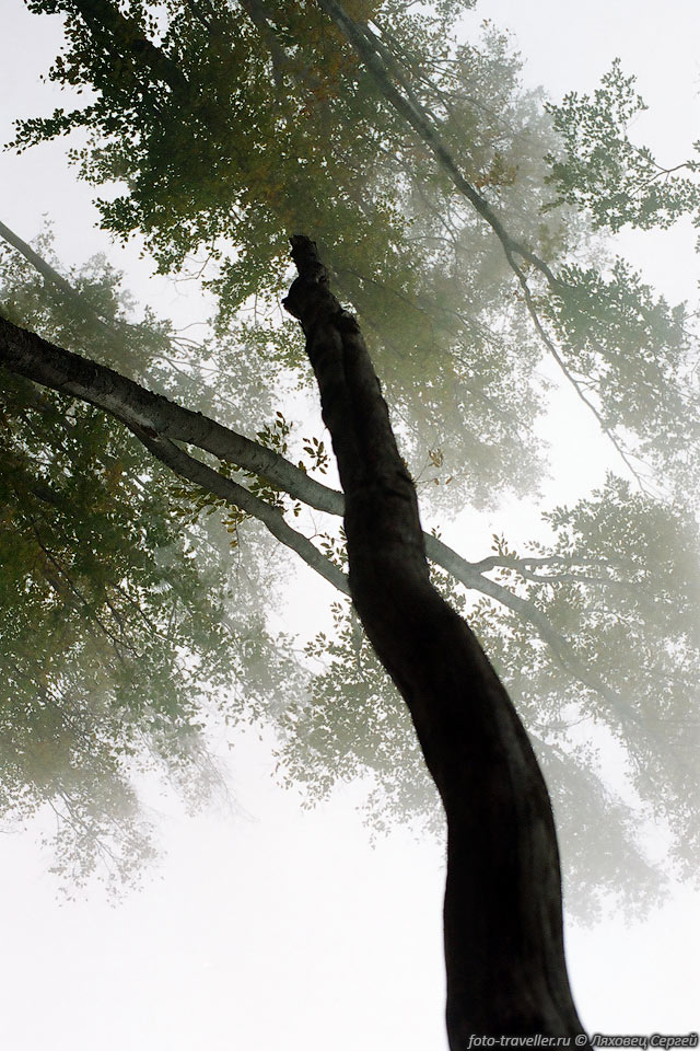 Дерево в тумане на Демерджи