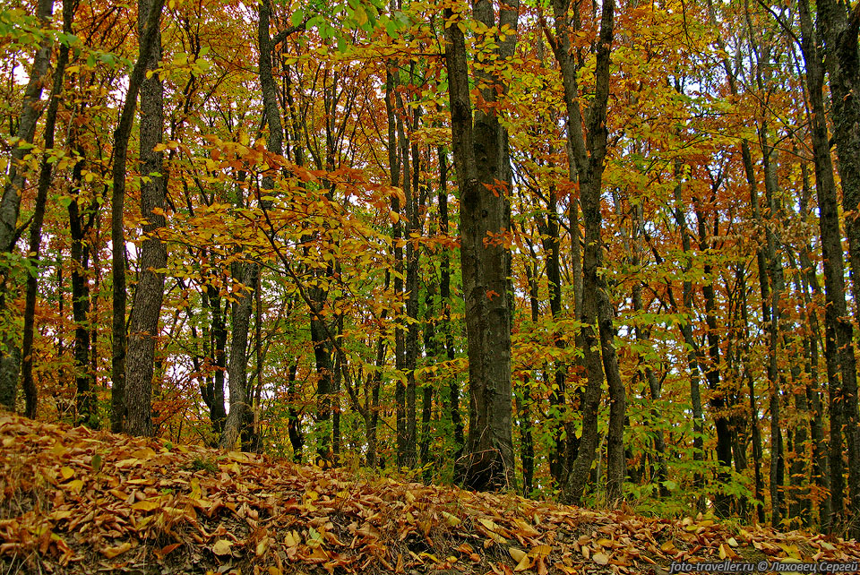 Осенний лес в районе Ангарского перевала
