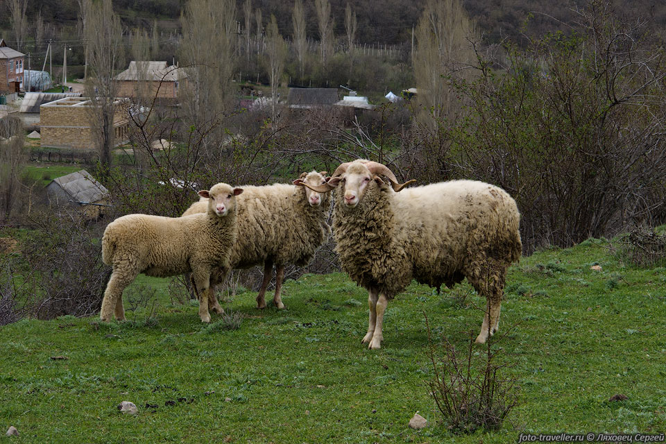 Домашняя овца (Ovis aries)