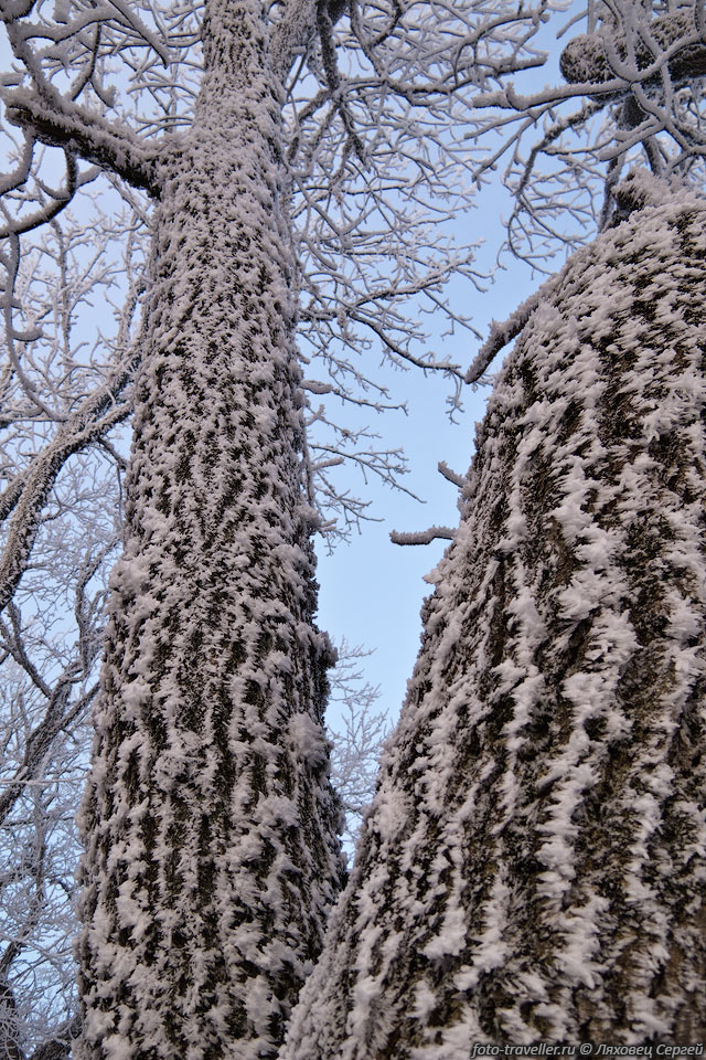 Обмороженное дерево