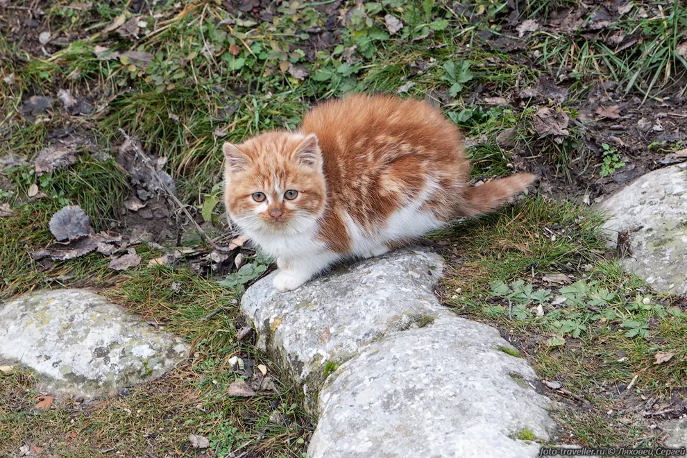 Котенок