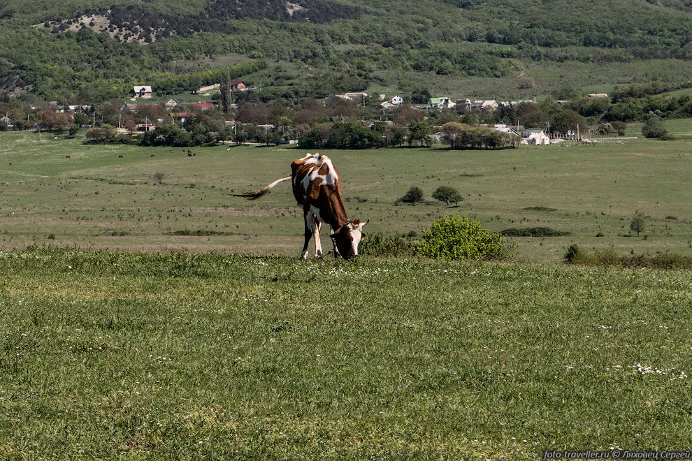 Корова