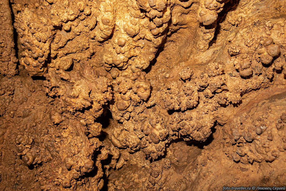 Кораллиты в пещере К20 (4447/3416-27)
