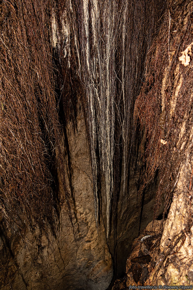 Корни дерева в пещере К20