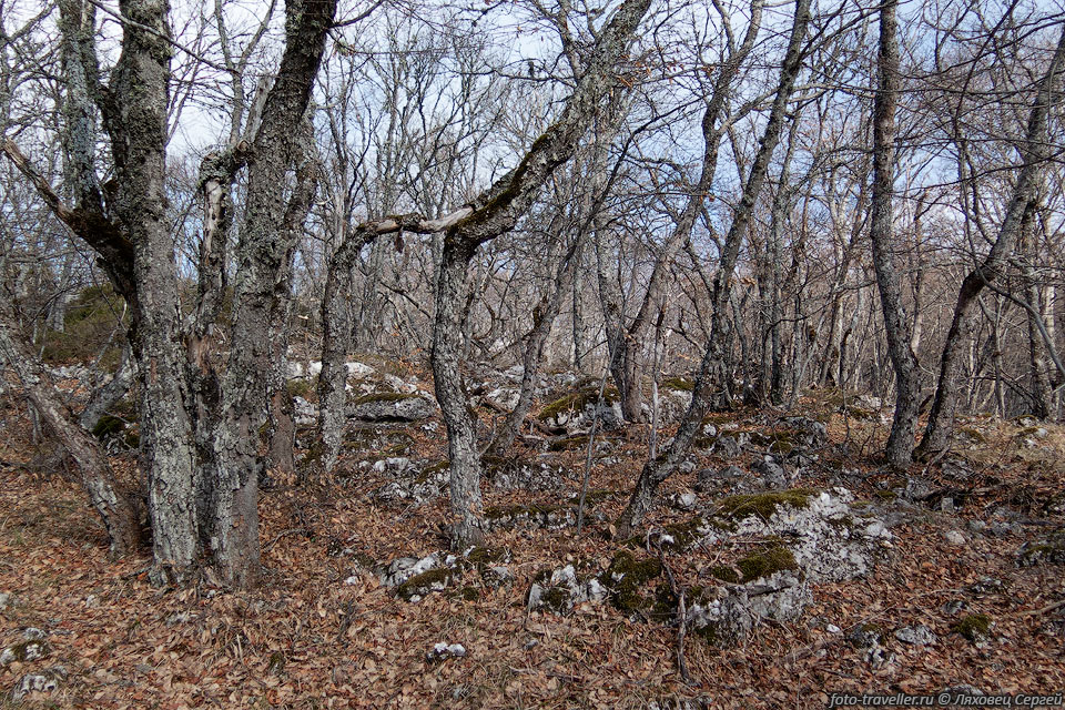 Лес на Чатыр-Даге