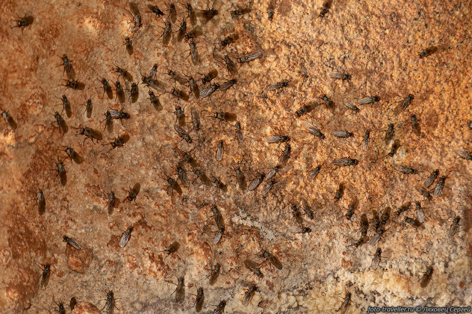 Мушки в пещере КИС на Чатыр-Даге