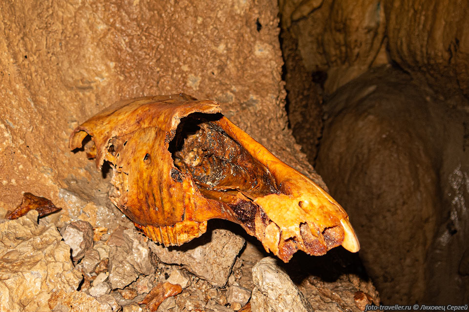 Лошадиный череп в пещере 453-16 (К100)