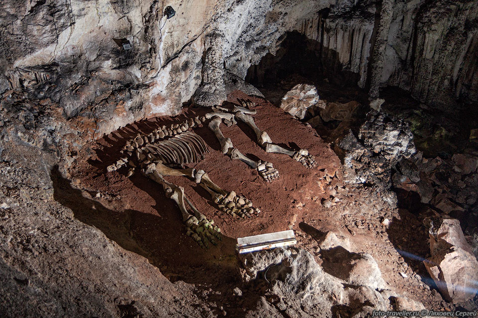 Скелет мамонтенка в пещере Эмине-Баир-Хосар