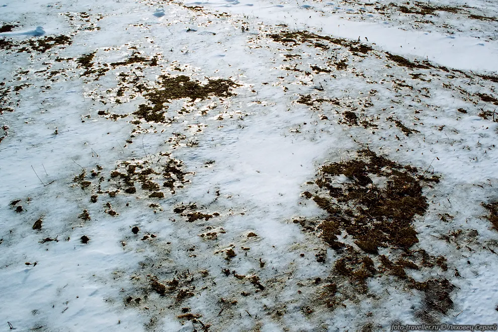 Ледяная корка