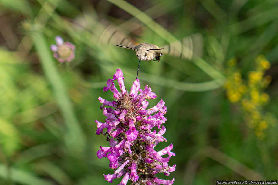 Языкан обыкновенный чем-то напоминает колибри - зависает над цветком 
и собирает нектар с помощью длинного хоботка