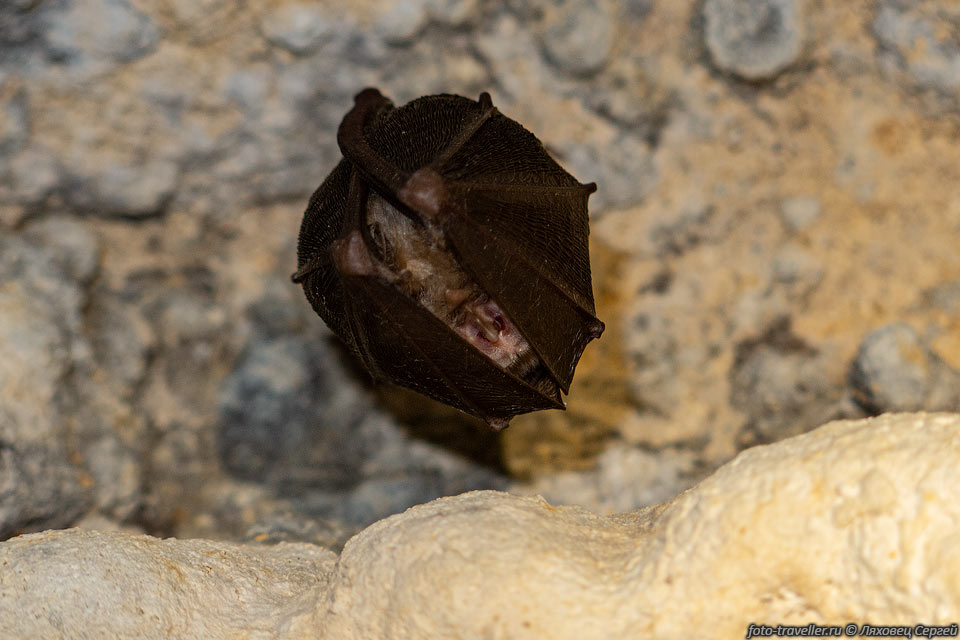 Летучая мышь в пещере Ядыкина