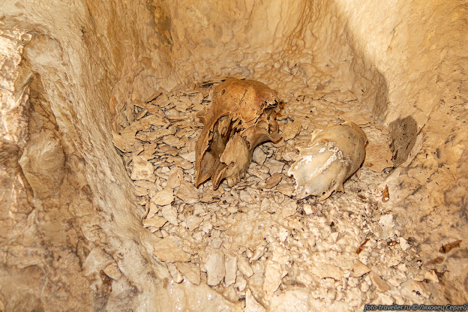Черепа животных в пещере 442-14