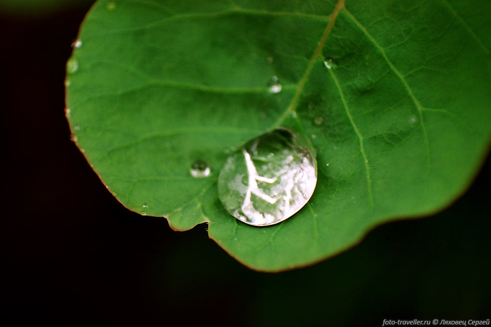 Капля воды на листе после дождя