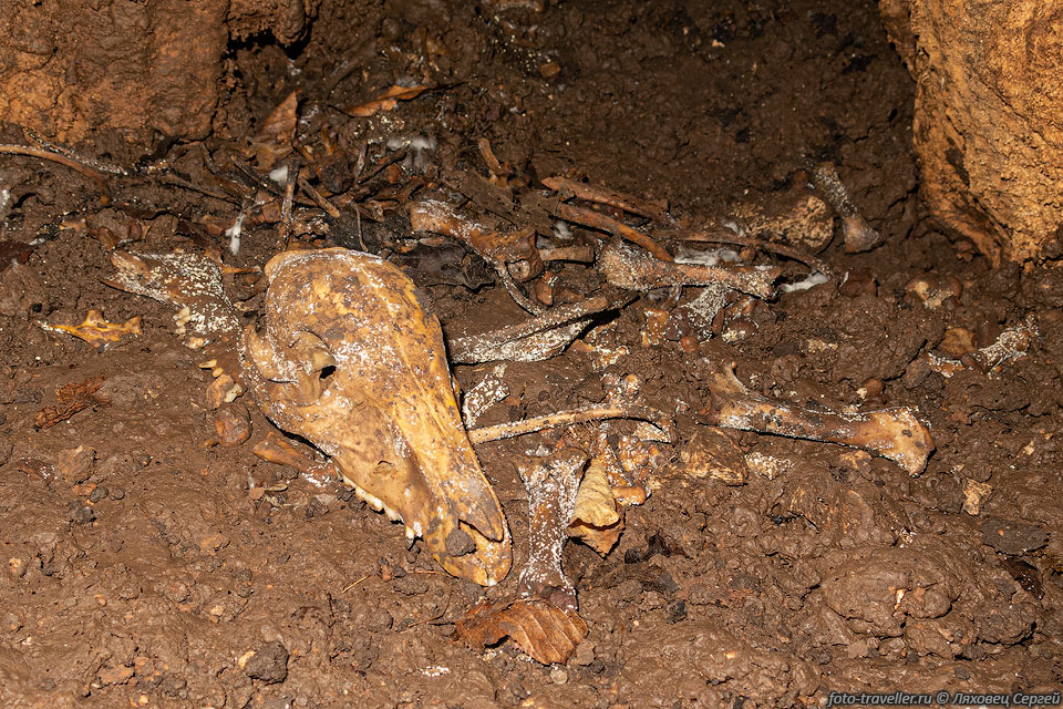 Скелет животного в пещере К8 (4446/3417-68)