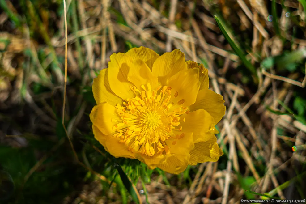 Адонис весенний (Adōnis vernālis)
