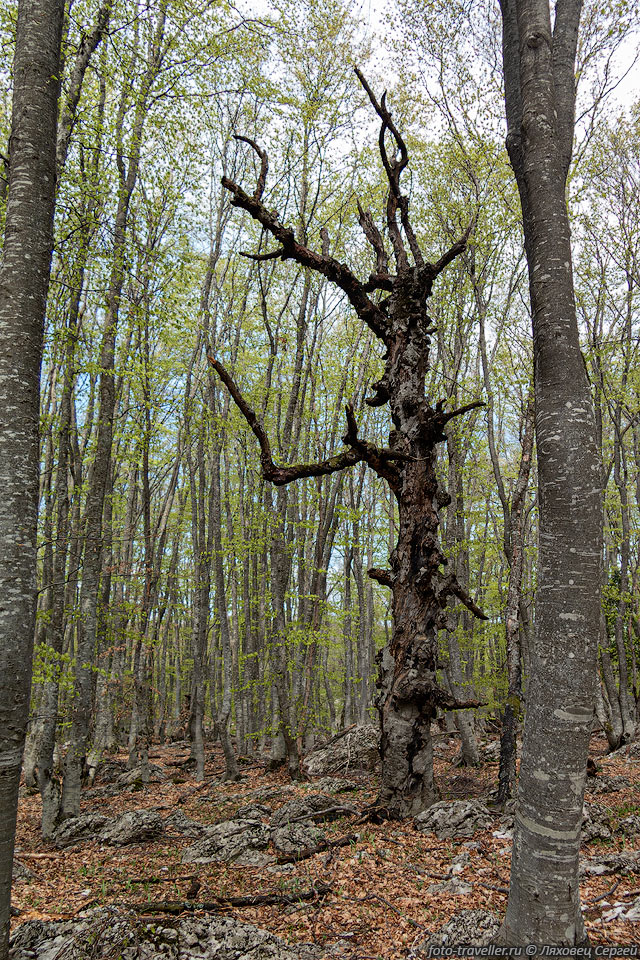 Старое дерево в лесу Карагачи