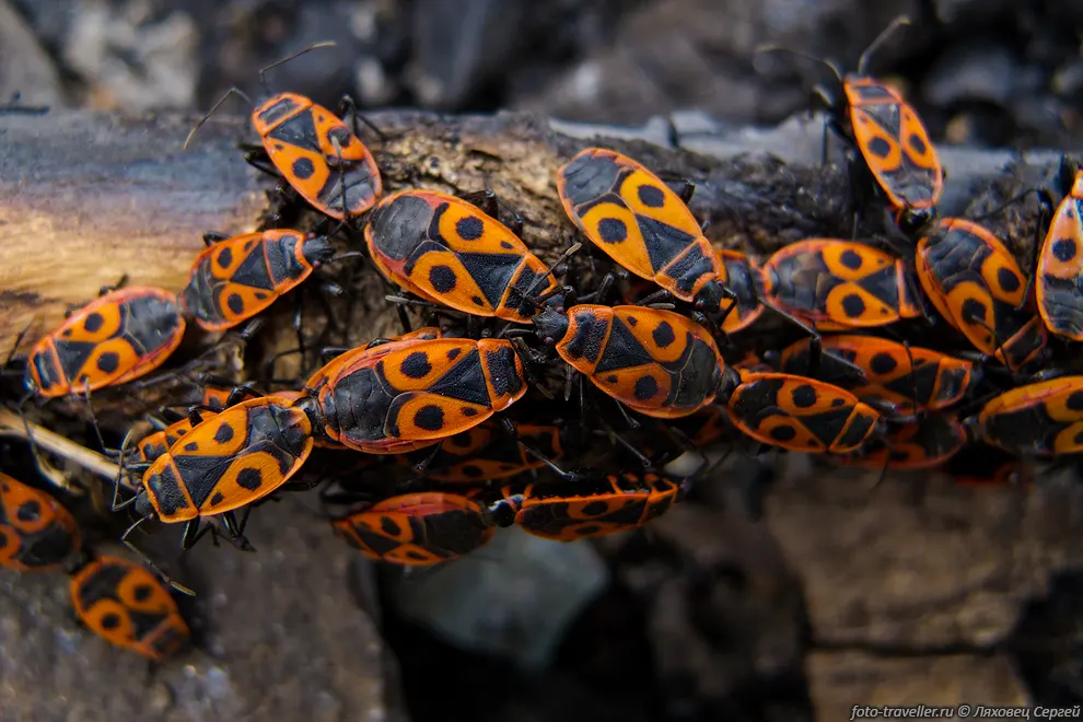 Клоп-солдатик, красноклоп бескрылый (Pyrrhocoris apterus).
Клоп-солдатик питается семенами растений, яйцами других насекомых.