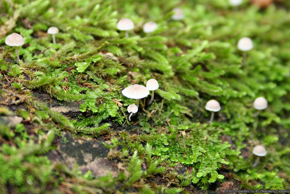 Мелкие грибочки в мхе