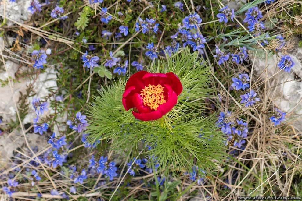 Пион тонколистный (Paeonia tenuifolia)