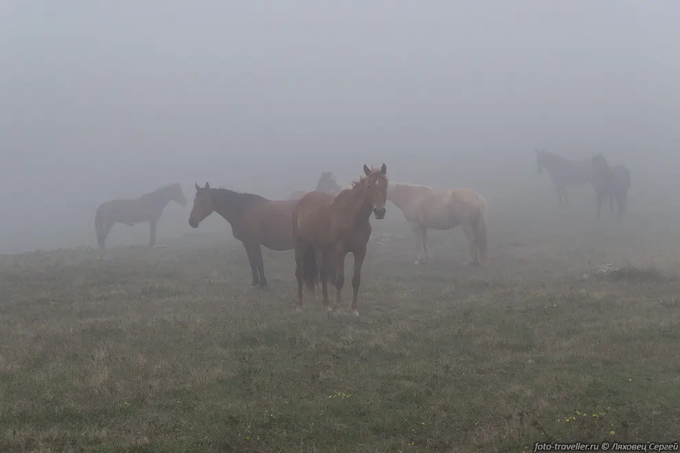 Лошади в тумане