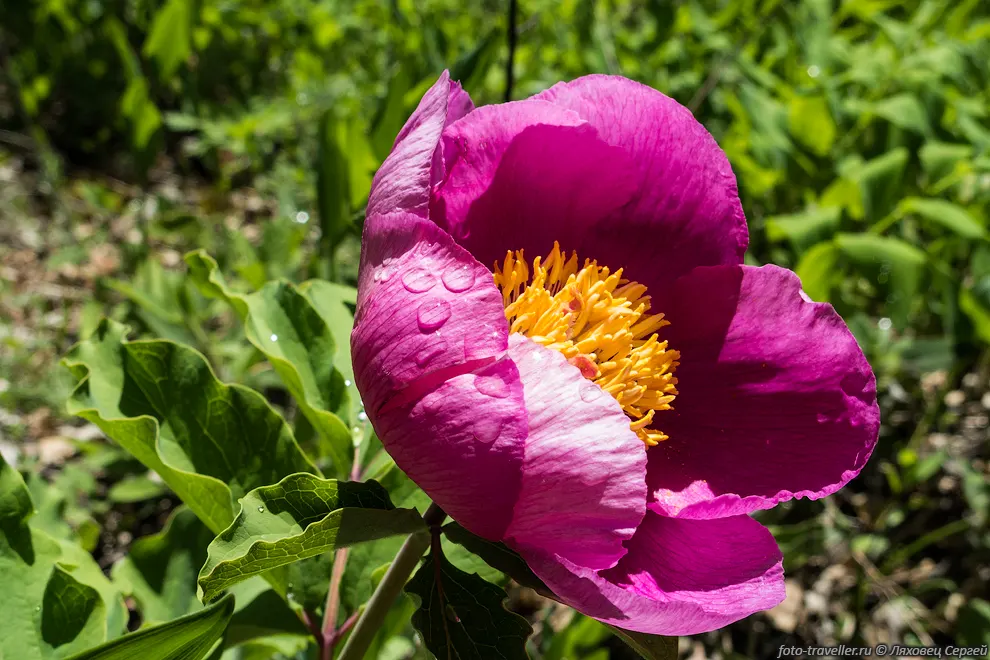 Пион крымский (Paeonia
daurica)