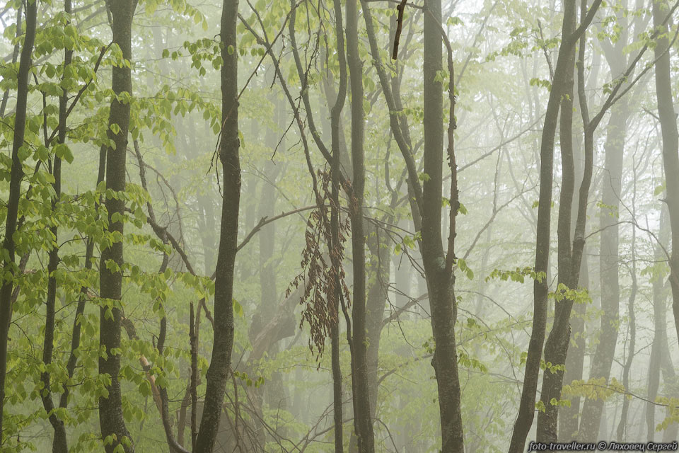 Туман в лесу