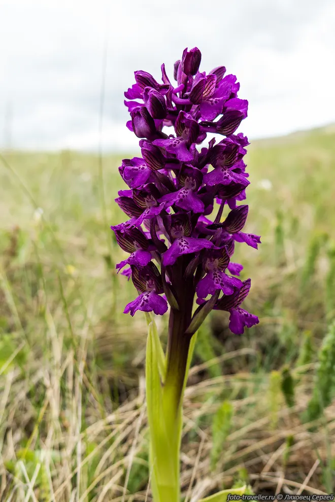 Ятрышник раскрашенный (Orchis
picta)