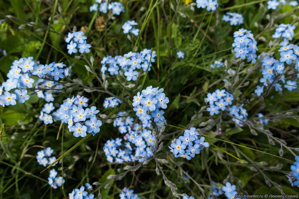 Незабудка полевая (Myosotis arvensis) в Крыму