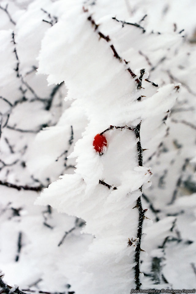 Шиповник в снегу