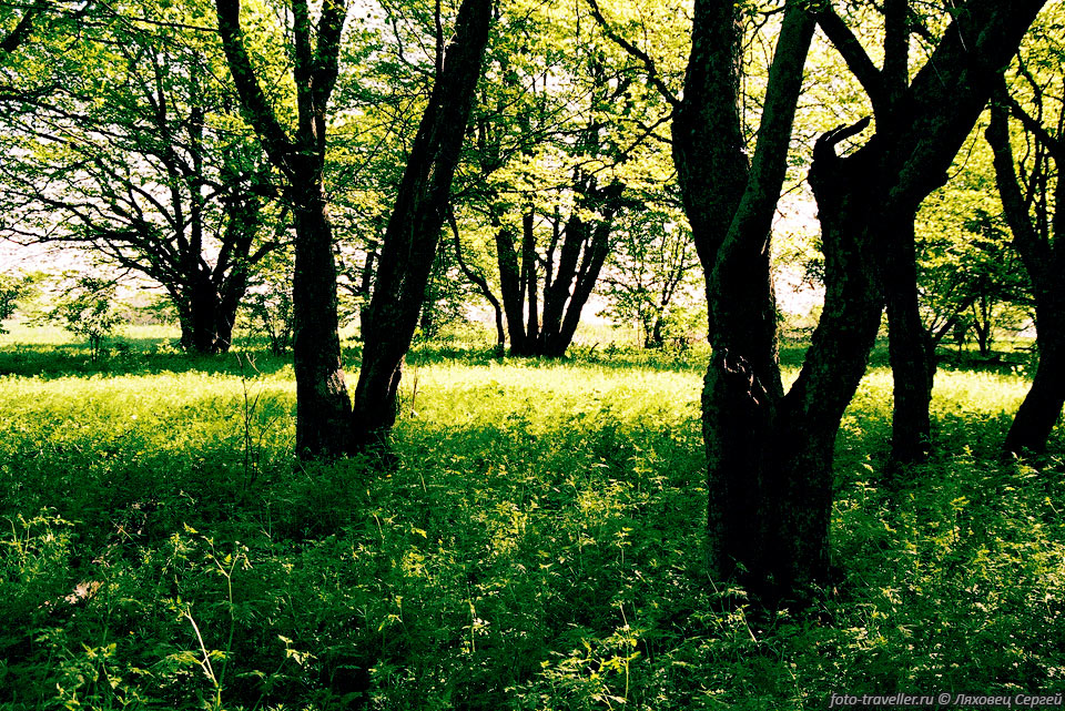 Весенний лес. 
Зелень еще чистая и свежая.