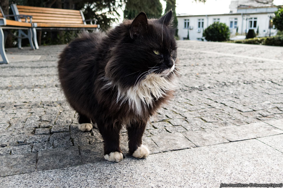Серьезный кот в парке Айвазовского