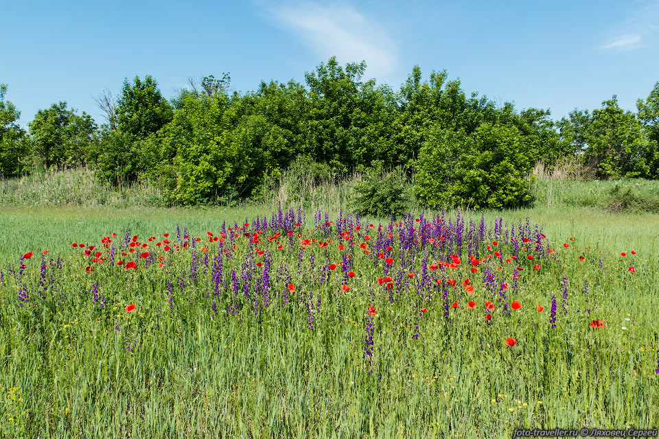 Поля цветов в районе села Пасечное в Крыму
