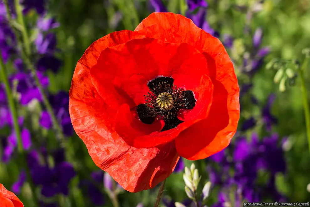 Мак самосейка, мак полевой, мак дикий, огненный цветок (Papaver
rhoeas) - однолетнее травянистое растение