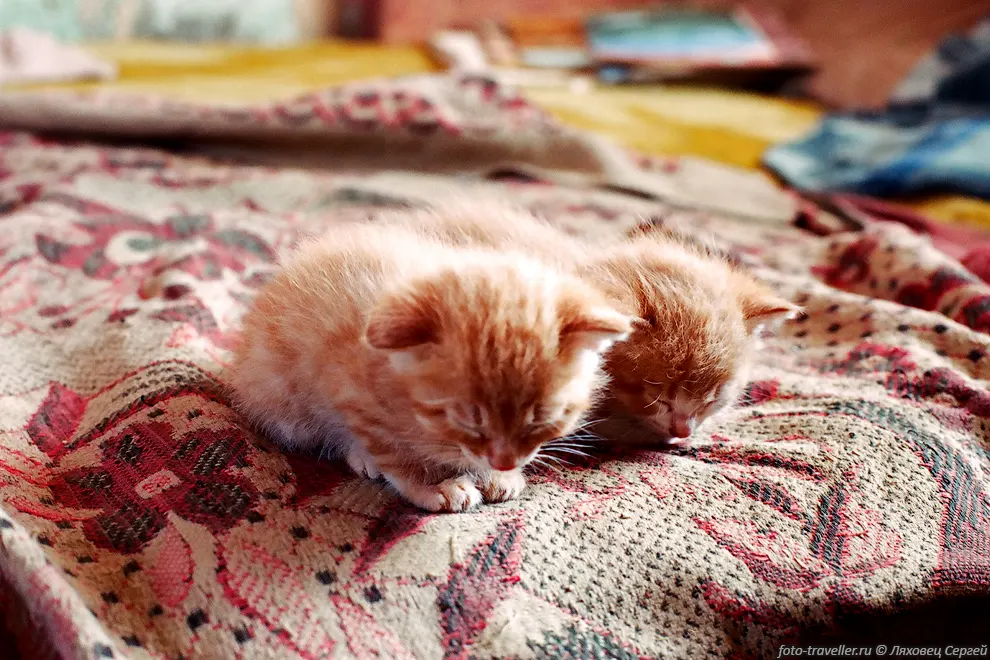Котята на метеостанции