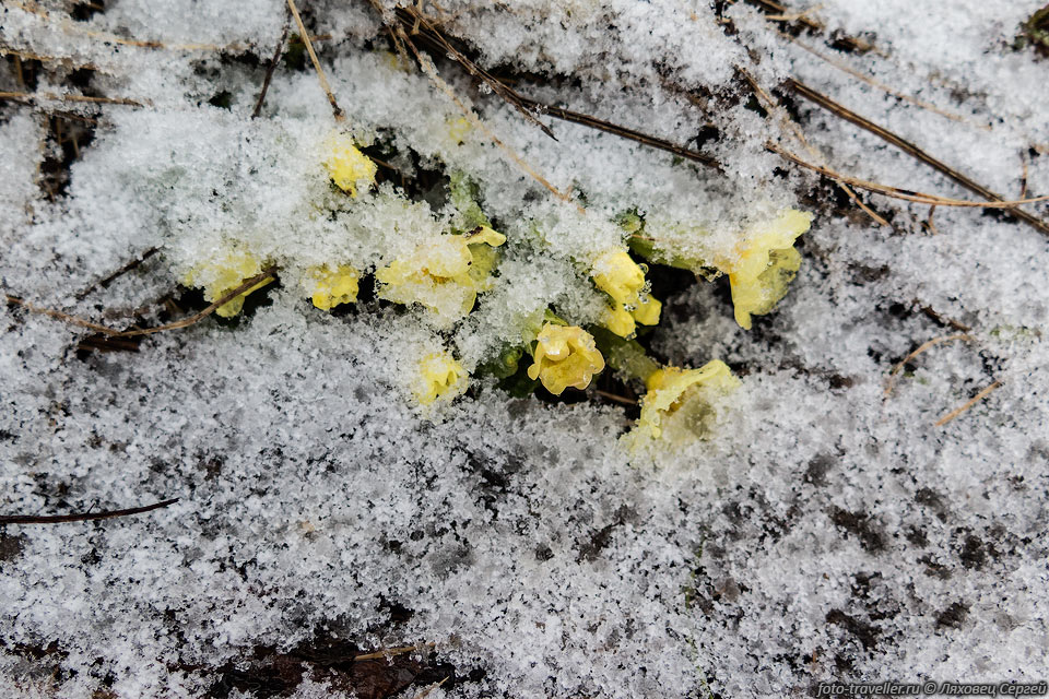 Цветы припорошило снегом