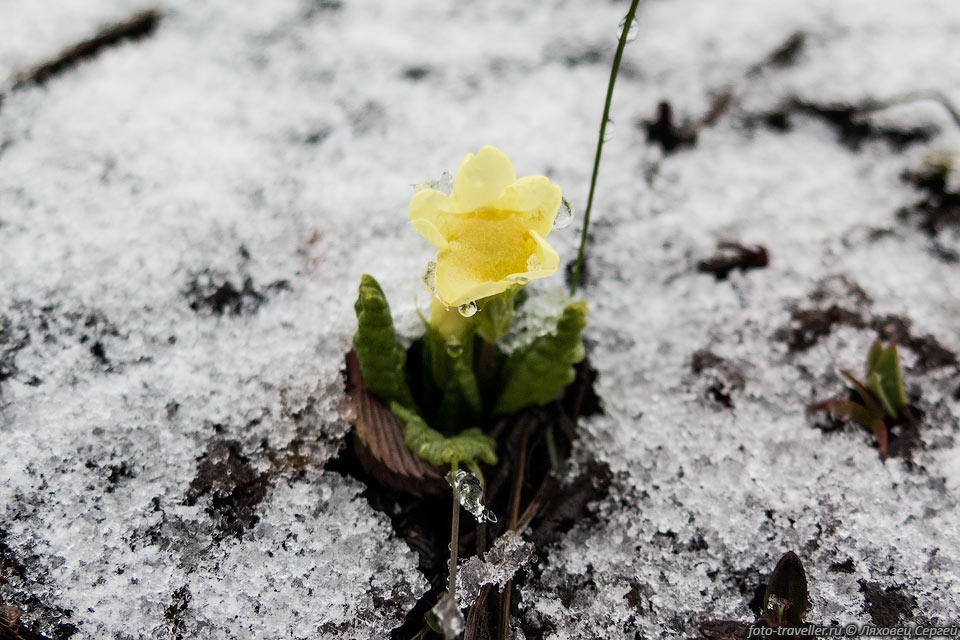 Подмороженный цветок