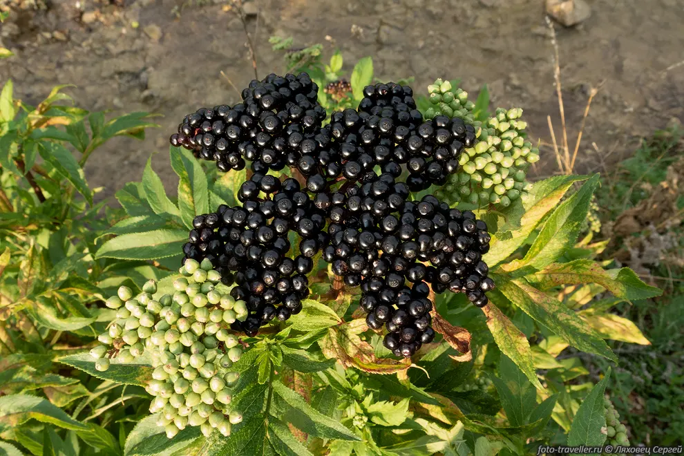 Бузина травянистая (Sambucus ebulus) - высокая трава высотой до
2 м.
Ягоды содержат большое количество синильной кислоты и сильно ядовиты.
Все растение имеет неприятный запах для отпугивания грызунов и некоторых насекомых.
