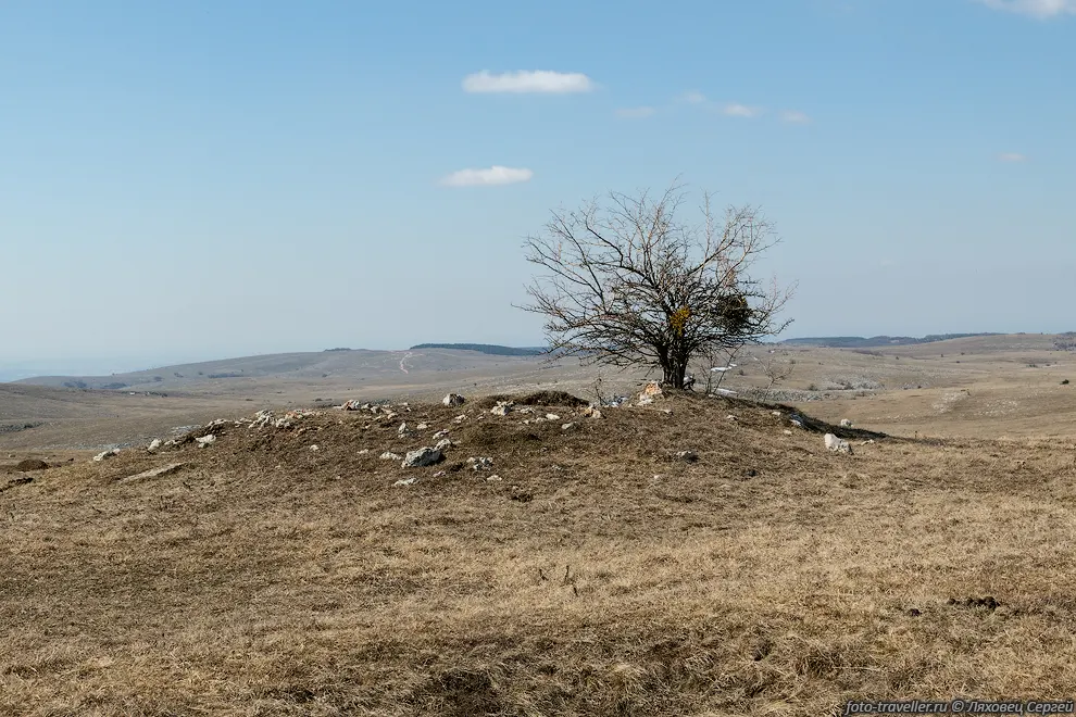 Одинокое дерево на Долгоруковке