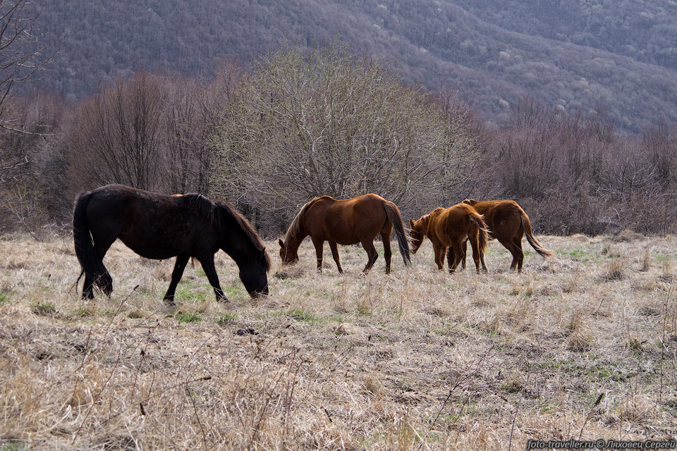 Лошади возле горы Замана