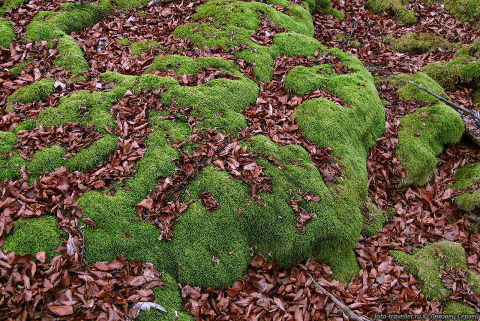 Мох и сухие листья толстым слоем покрывают туфовые отложения