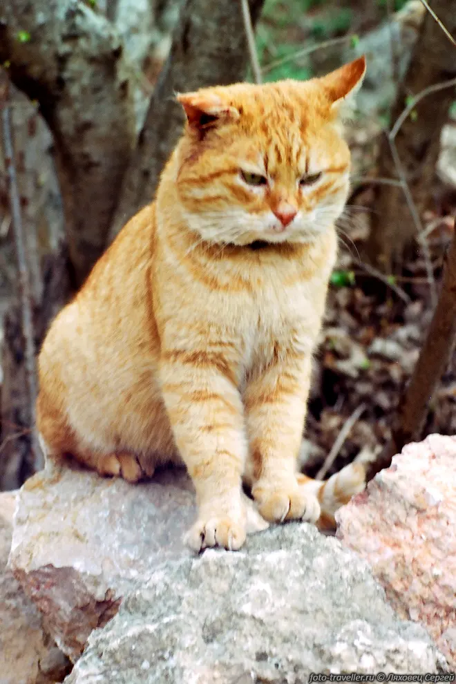 Кот