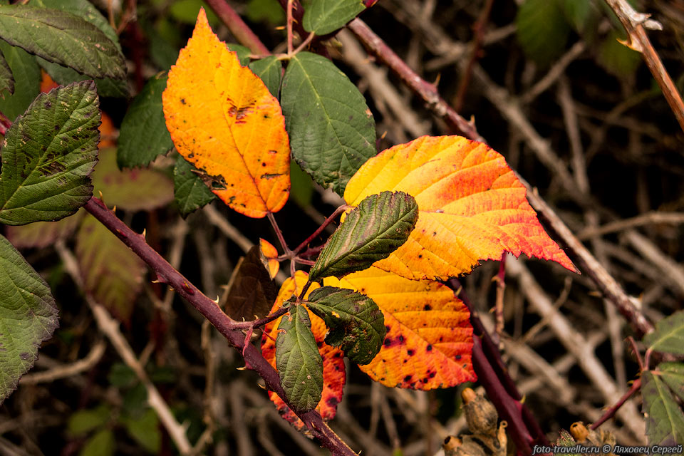 Листья ежевики