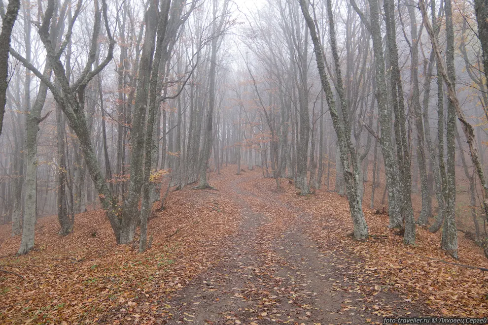 Осенняя дорога