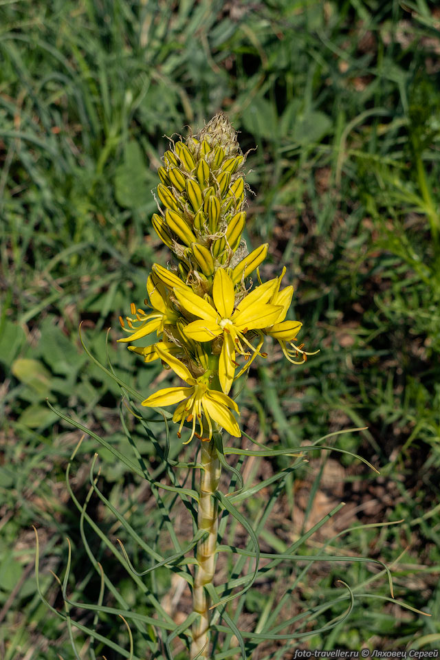 Желтый цветок в Крыму.
Асфоделина жёлтая (Asphodeline lutea).
