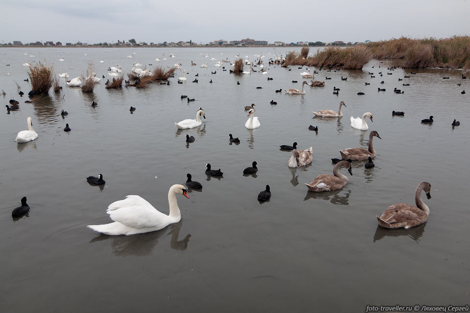 Более пресная часть озера Сасык с птичками возле трассы