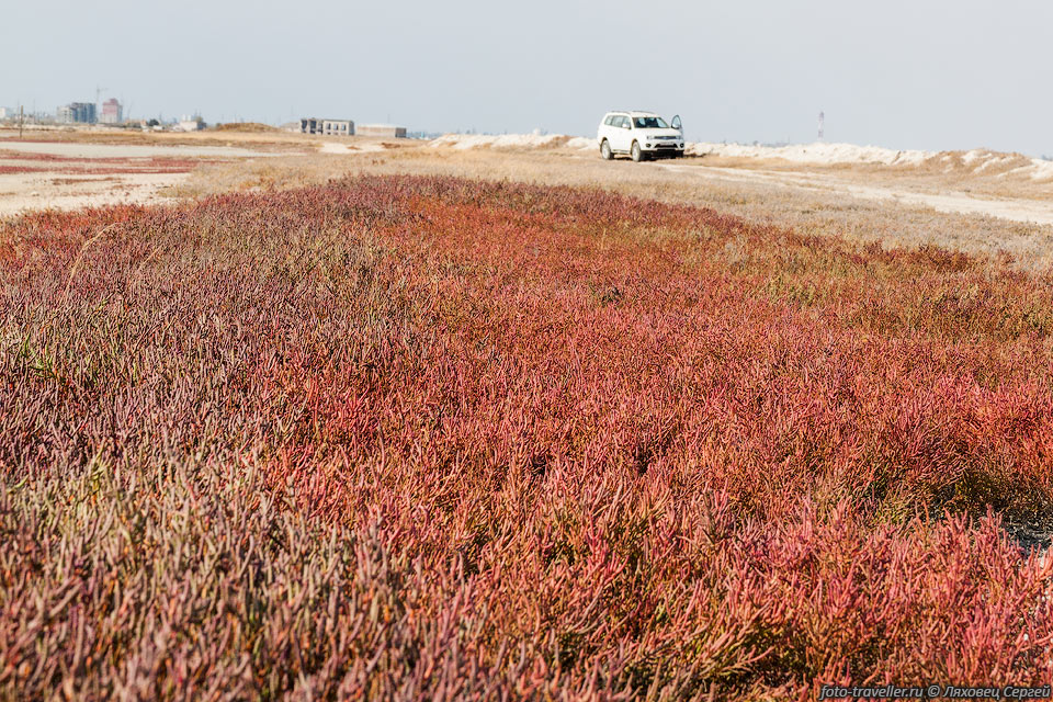Растительность на берегу сильно соленой части озера Сасык