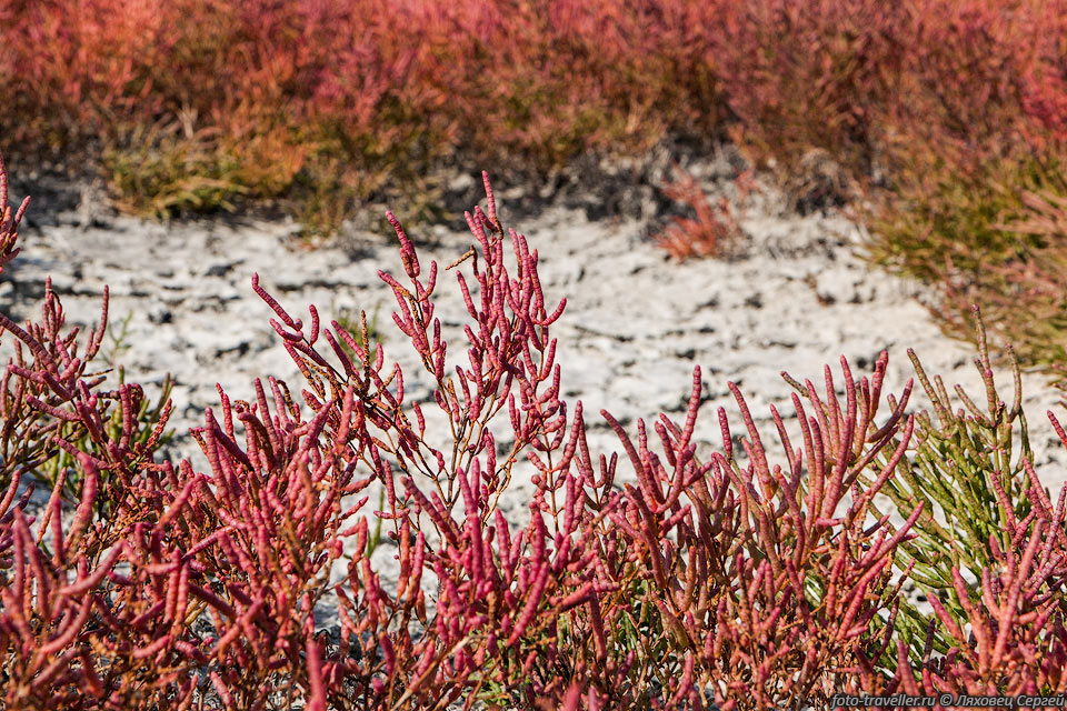 Солерос солончаковый (Salicornia perennans, Chenopodiaceae).
Этот суккулент произрастает в соленых почвах, как правило на берегах соляных озер.