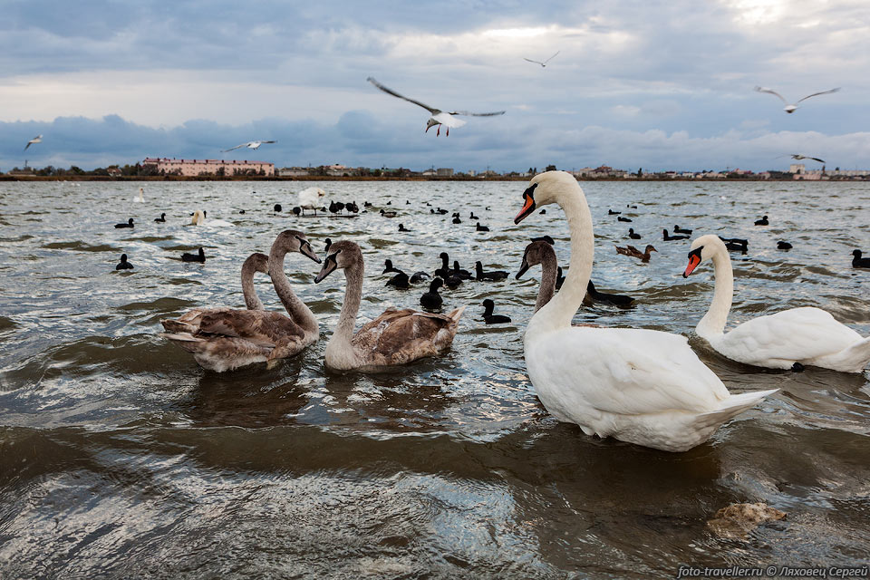 Лебеди на западной, изолированной части озера Сасык