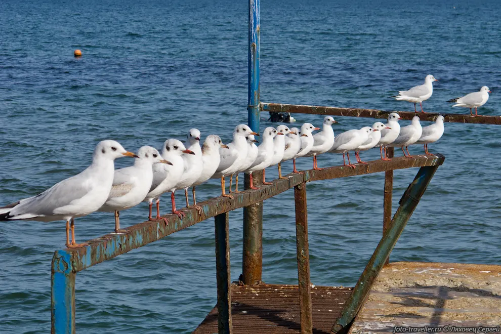 Плотный ряд