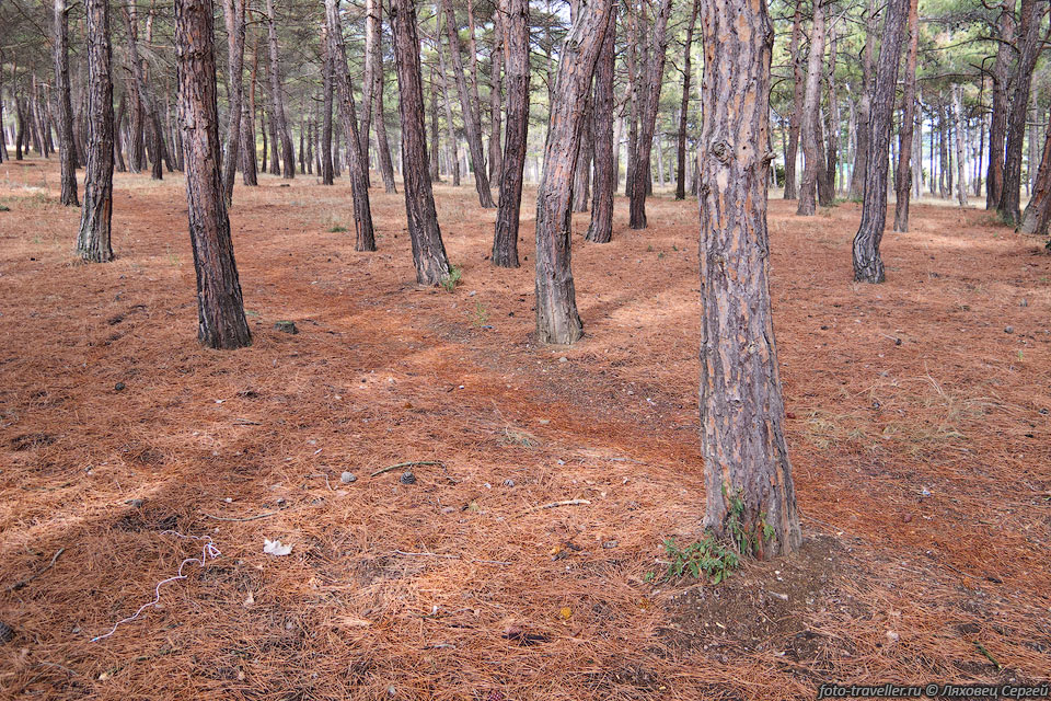 Сосновый лес на окраине Судака